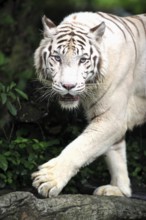 White Bengal Tiger (Panthera tigris tigris), Bengal Tiger, Indian Tiger, Adult, portrait, running,