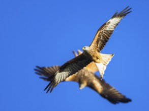 Red Kite, Milvus milvus, bird in flight