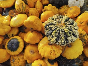 Patisson pumpkins, Lower Saxony, Germany, Europe