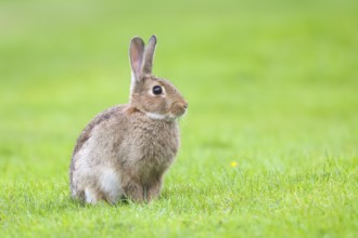 Wild rabbit (Oryctolagus cuniculus), in a meadow, adult, alert, wildlife, mammal, Baltic Sea coast,