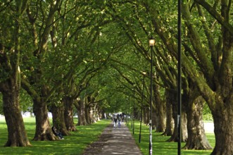 Plane tree avenue (Platanus hispanica) in Jesus Green Park, Cambridge, Cambridgeshire, England,