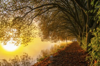 Autumn colours on the Platanen Allee, Hardenberg Ufer, lakeside path on Lake Baldeney, near Haus