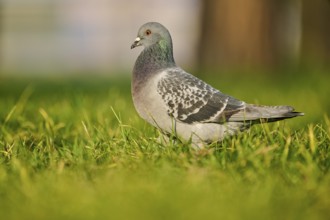 Feral pigeon (Columba livia domestica) on a meadow, Venice, Italy, Europe