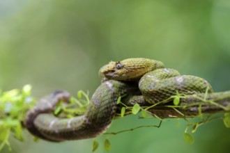 Griffin-tailed lance adder (Bothriechis schlegelii), green variety, sitting on a branch, Heredia