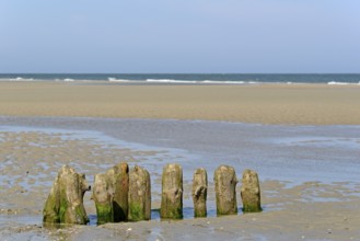 Old wooden groynes covered with algae and barnacles (Balanidae) on a sandy beach at low tide, North