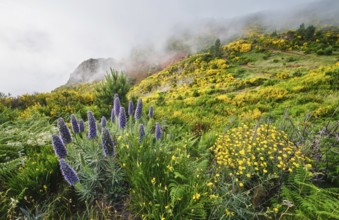 Madeira landscape with Pride of Madeira flowers and blooming Cytisus shrubs and mountains in clouds