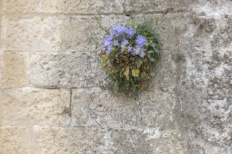 Blue bellflower growing on a wall, Matera, Basilicata, Southern Italy, Italy, Europe