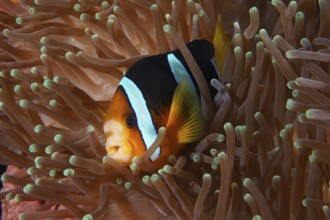 A clownfish, Clark's anemonefish (Amphiprion clarkii), surrounded by the tentacles of a sea