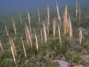 A school of jointed razorfish, razorfish (Aeoliscus strigatus) standing vertically amidst sea