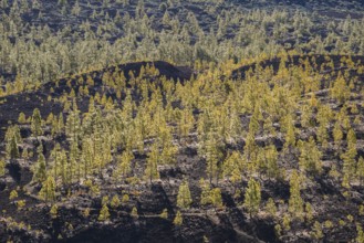 Canary Island pines (Pinus canariensis), Mirador de Chio, Teide National Park, Tenerife, Canary