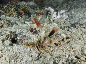 A camouflaged marine creature, Spiny Devilfish (Inimicus didactylus), resting on a sandy seabed,