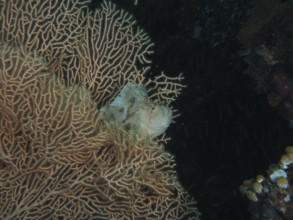 A well-camouflaged fish, a rocking fish (Taenianotus triacanthus), in a giant fan coral (Annella