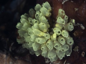 Transparent juvenile robust reef squirts (Atriolum robustum) growing on dark coral bottom, dive