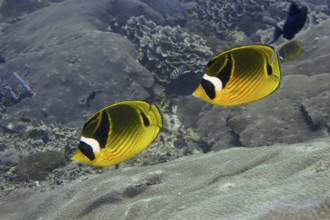 Two colourful fish, tobacco butterflyfish (Chaetodon fasciatus), swimming above a coral landscape,