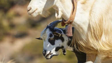 Goat with bell and lamb in close proximity to each other, goat (s), free-range, central north of