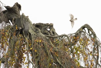 A sparrowhawk (Accipiter nisus) flies over an old tree with drooping branches covered with autumn