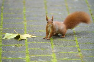 Eurasian squirrel (Sciurus vulgaris), on a paved path, focussed with upraised bushy tail,