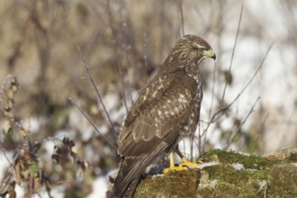 Common buzzard (Buteo buteo) Allgäu, Bavaria, Germany Allgäu, Bavaria, Germany, Europe