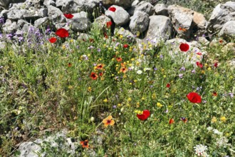 Flower meadow in spring, corn poppy, traditional dry stone wall, Pyrgos, Mani, Greece, Europe