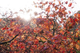 Rays of sunlight break through bright red autumn leaves swaying gently in the wind, Grandhotel