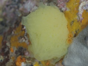 Yellow lattice calcareous sponge (Clathrina clathrus), marine sponge, on a colourful underwater