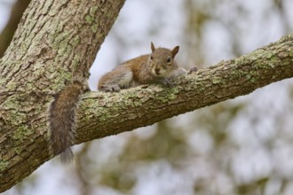 American grey squirrel (Sciurus carolinensis), lying relaxed on a tree branch, Pembroke Pines,