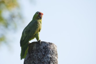 Red-fronted Amazon (Amazona autumnalis), Costa Rica, Central America