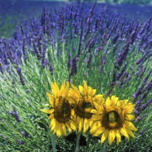 Lavender field with 3 sunflowers, Provence, France, Europe