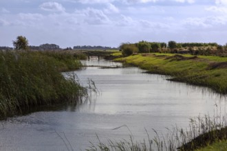 Watercourse surrounded by dense reeds and green banks under a cloudy sky, North Sea island of