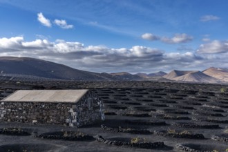 Volcanic crater, viticulture, A blue sky stretches over a picturesque landscape with volcanic soil,