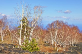 Birch trees (Betula aetnensis) sprouting, Etna, Sicily, Italy, Europe