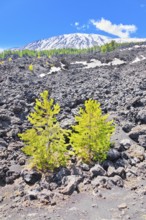 View of lava fields and snow-capped peaks in the distance, Etna, Sicily, Italy, Europe