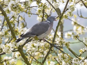 Wood pigeon (Columba palumbus), perched on a branch of a flowering cherry tree, Hessen, Germany,