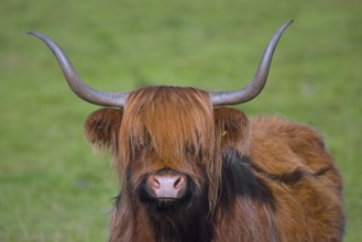 Highland bull, Scottish breed of rustic cattle originated in the Highlands and the Western Islands