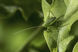 Speckled bush-cricket (Leptophyes punctatissima) male on leaf