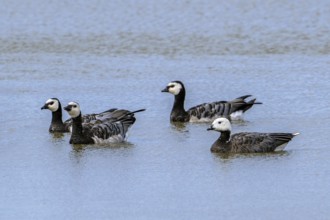 Emperor x barnacle goose hybrid (Anser canagicus x Branta leucopsis) swimming among flock of