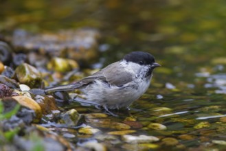 Marsh tit (Poecile palustris, Parus palustris) bathing in shallow water of pond, rivulet