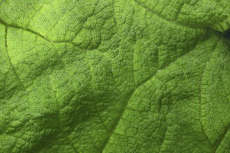 Close-up of a green leaf with fine texture and veins