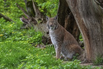 Eurasian lynx (Lynx lynx) sitting next to fallen tree trunk showing camouflage colours in forest,