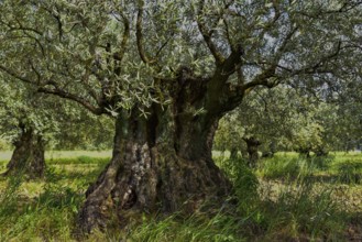 Old olive trees (Olea europaea), Provence, France, Europe