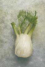 Fennel, bulb, dill root, fresh, top view