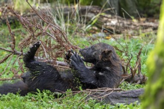 Wolverine, glutton, carcajou (Gulo gulo) resting on its back in the taiga, native to Scandinavia,