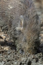 Wild boar (Sus scrofa) close-up of juvenile pig foraging with muddy snout digging in quagmire, mud