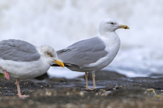 Caspian gull (Larus cachinnans) and adult European herring gull (Larus argentatus) resting along