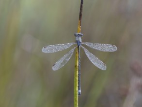 Emerald Damselfly (Lestes sponsa) sits on a rush stalk, the first rays of sunlight dry the wings,