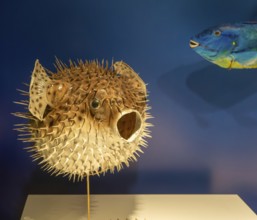 Spotted porcupine fish, Diodan Hystrix, archaeological site and museum of Templo Mayor, Mexico