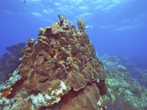 Great star coral (Orbicella faveolata) in clear water, ideal for divers, rich in marine life, dive