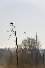 One bird flies in the air while two sit on trees, Cormorant (Phalacrocorax carbo),