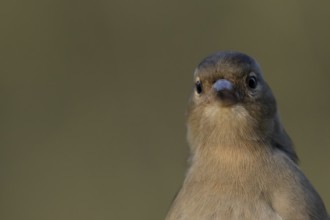 Eurasian chaffinch (Fringilla coelebs) adult female bird head portrait, England, United Kingdom,