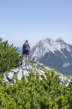 Mountaineer on a hiking trail between mountain pines, mountain peak Seekarspitze in the background,